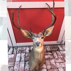 Buck Taxidermy Vintage